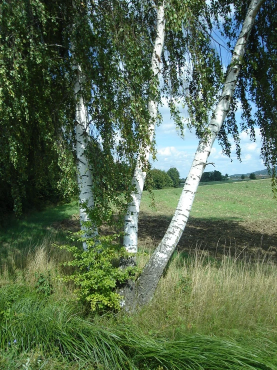 a very tall white tree in a grassy field