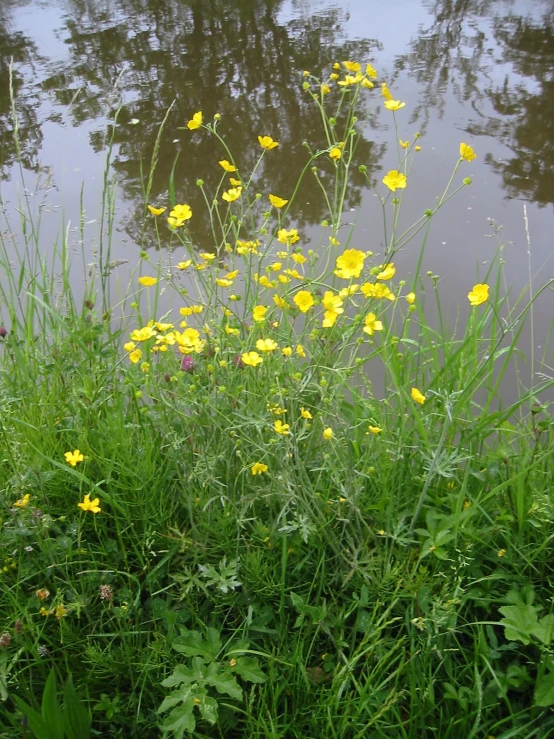 some grass and flowers near some water