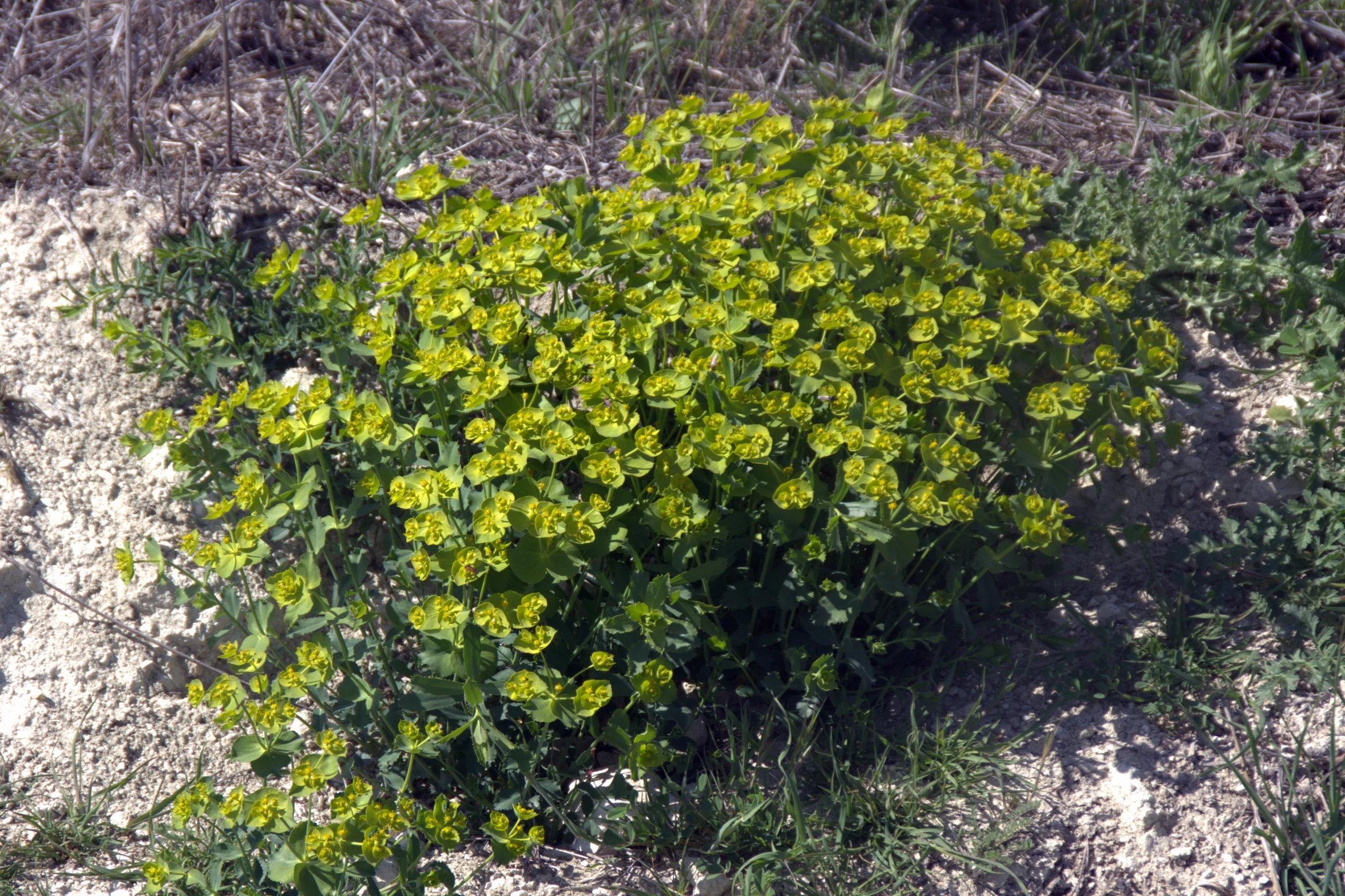 green, yellow flowers blooming in sandy area