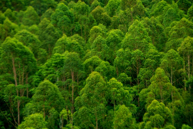 the view of a forest filled with lots of green trees