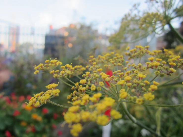 yellow and red flowers are growing in a field