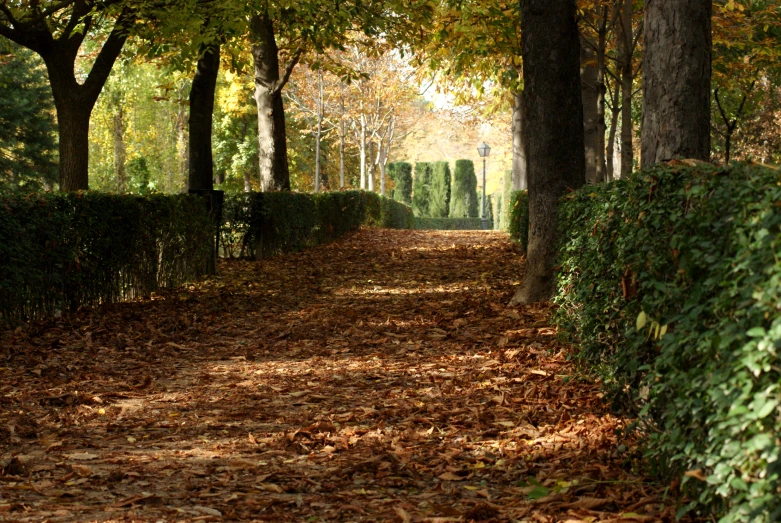 a leaf covered sidewalk in the park under trees