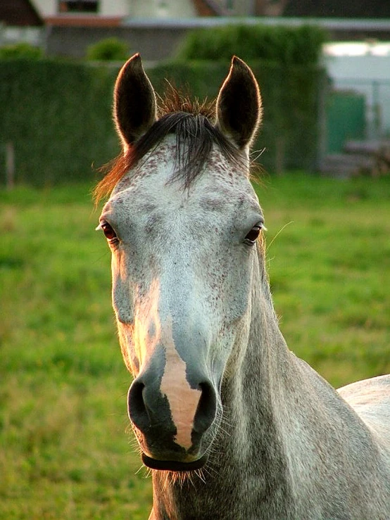 the horse is standing in a grassy field