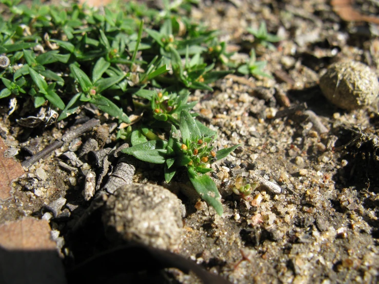 an unfurnished young plant is seen sitting on the soil