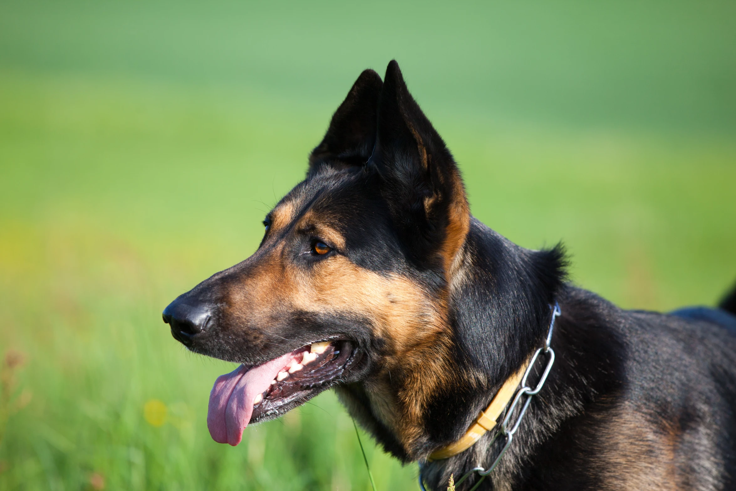 a brown dog has it's tongue out in a field