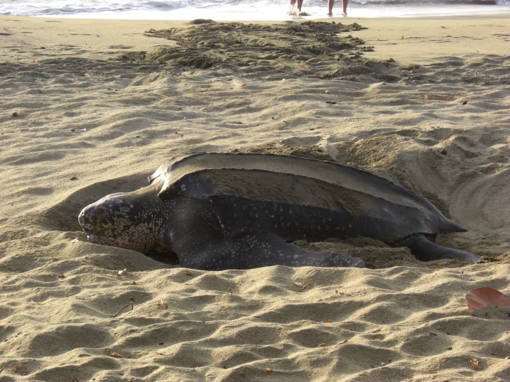 a large, black sea turtle lays on the beach