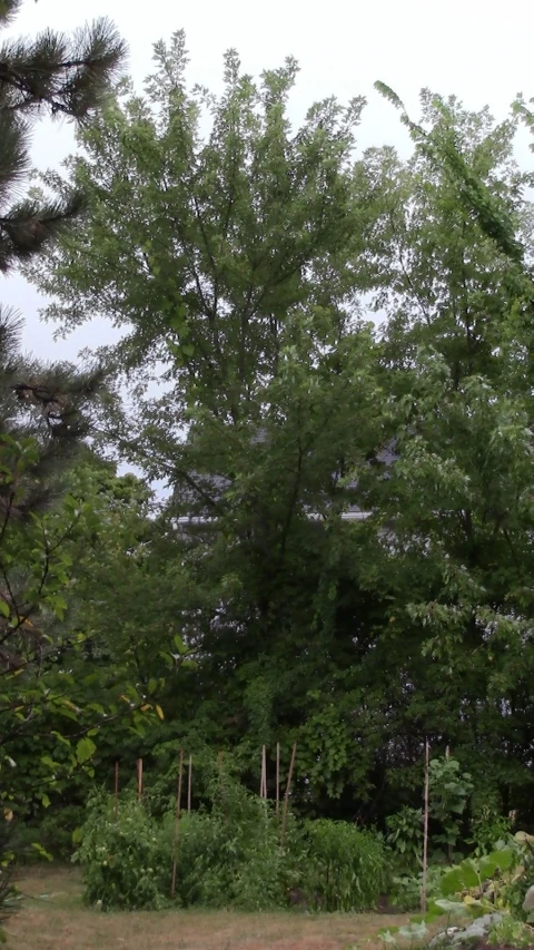 there is an area where trees can be seen without any leaves