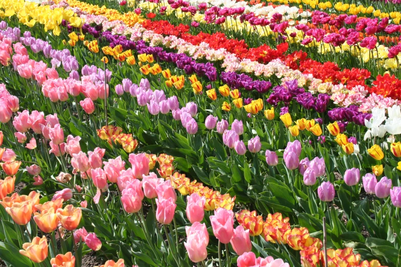 this field is full of brightly colored flowers