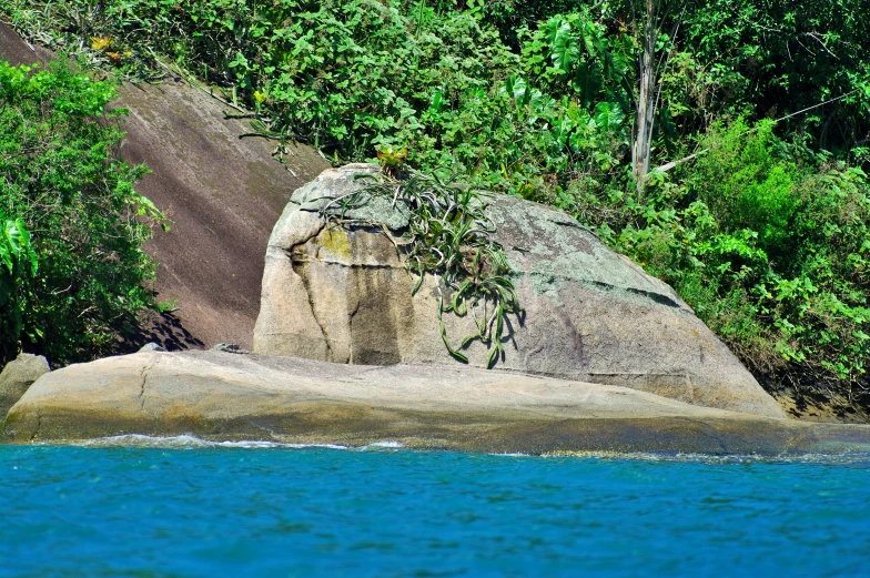 a view of trees around an island from the water