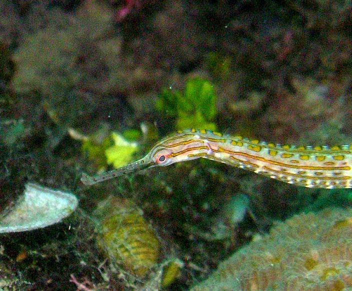 a very small colorful sea slug on the bottom of water