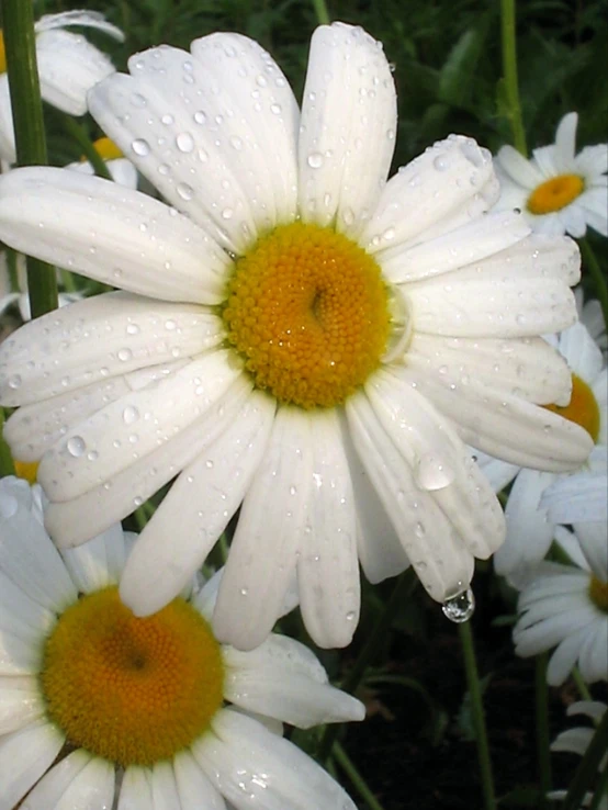 a bunch of white daisies covered in rain drops