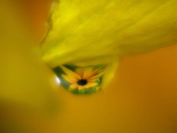 the inside of a yellow flower taken through a lens