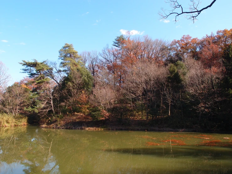 a body of water surrounded by trees in the foreground