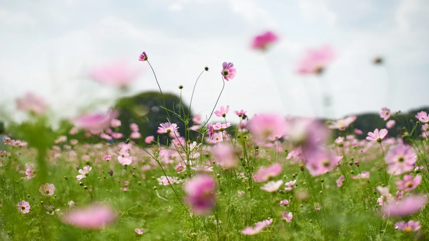 pink flowers are blooming in a field