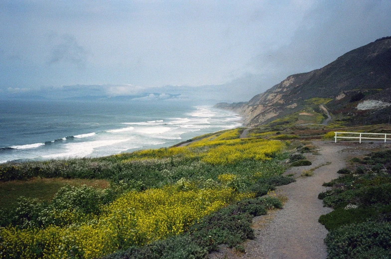 a trail winding beside the ocean with flowers and a bench