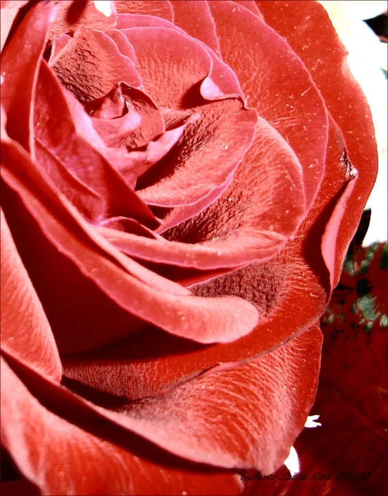 an image of a close up view of a flower