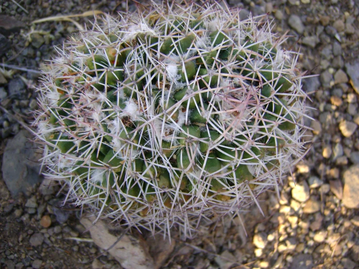 a closeup of a cactus with small white, black and green spines