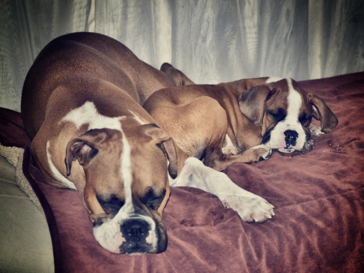 two puppies are napping on a bed together