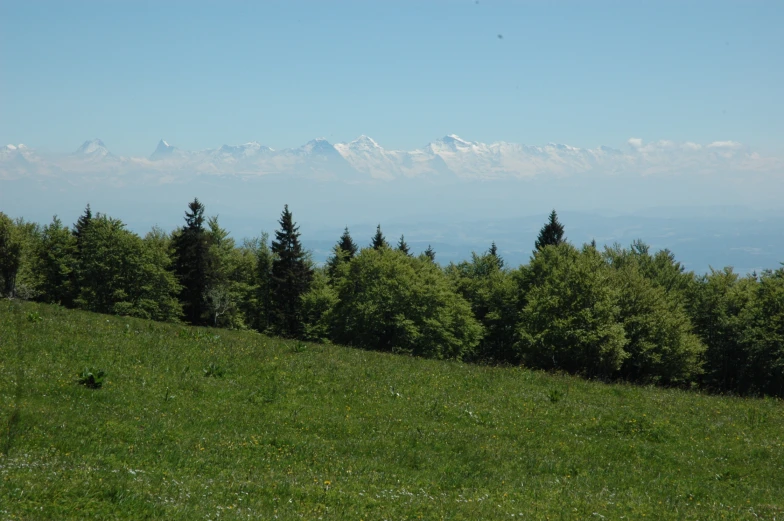 an animal on a field near trees and mountains