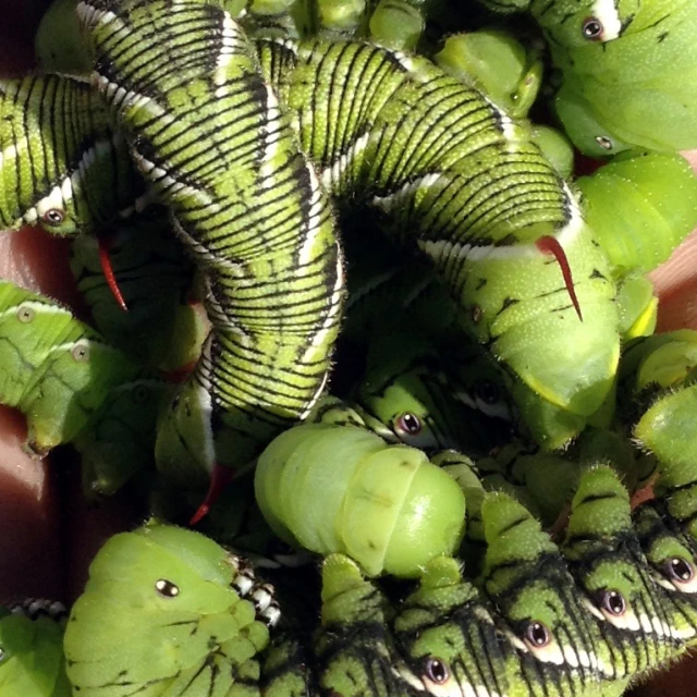 green caterpillars with their faces and arms curled up on each other