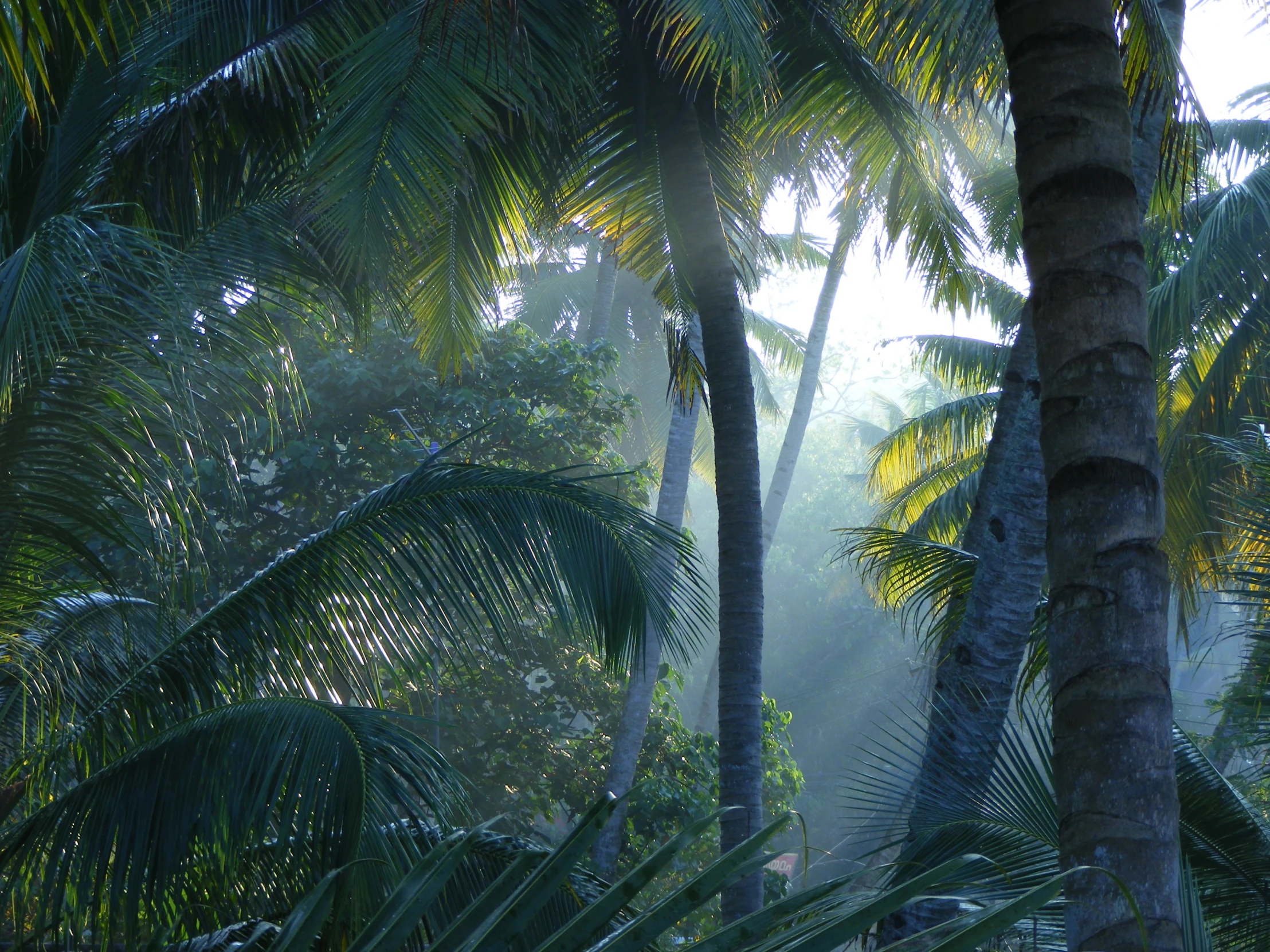 tropical trees in the fog on a cloudy day