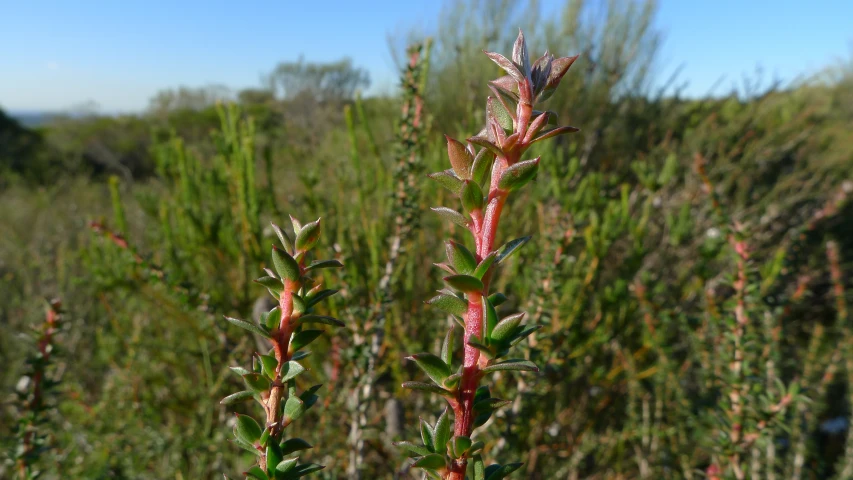 some pink flowers are in the grass by a tree