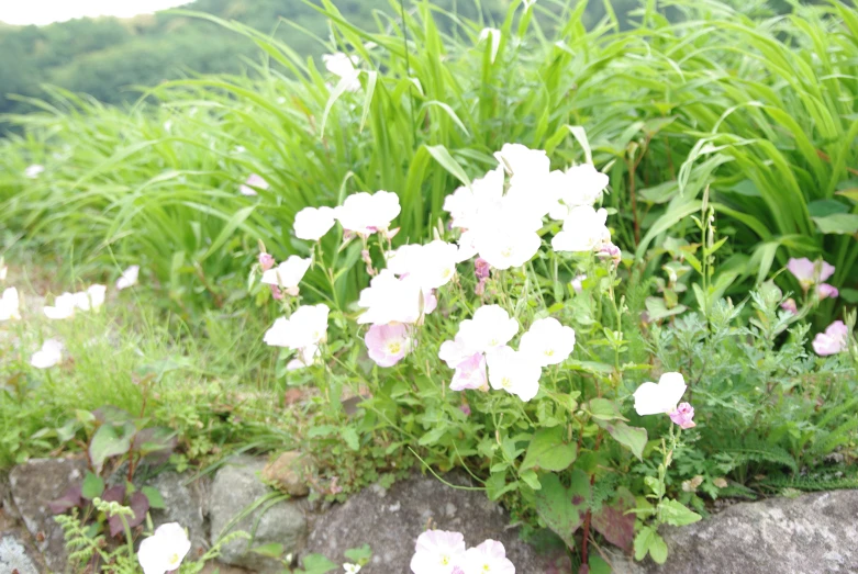 an array of flowers in a garden next to a rock wall