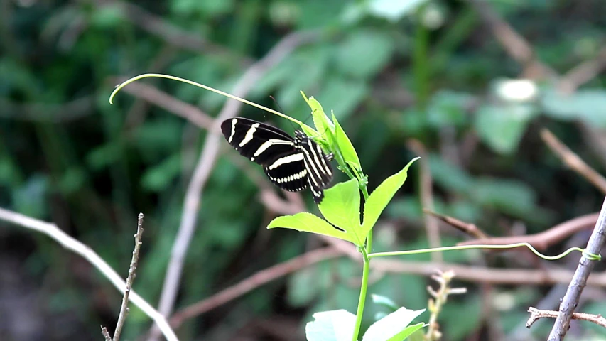 a black and white erfly on a leaf in the woods