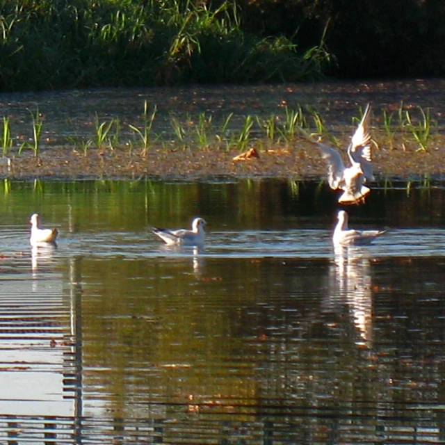 there is an adult and two baby geese in the water