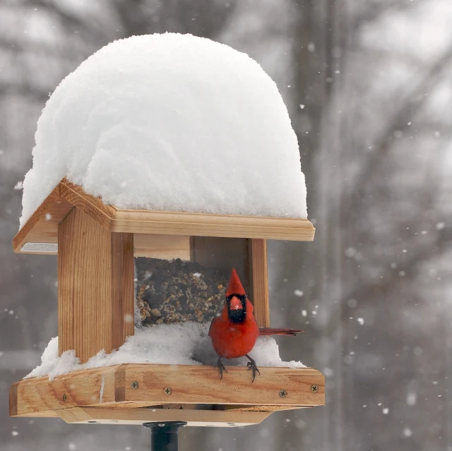 a bird that is standing on a bird feeder