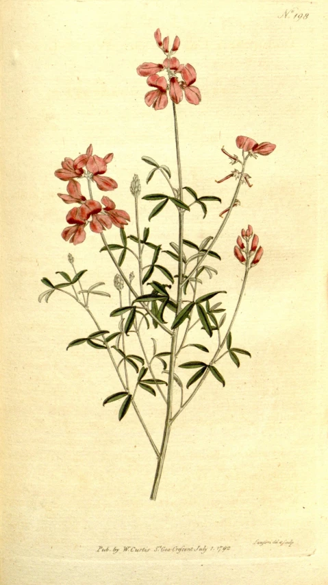 a vintage drawing shows a cluster of flowers
