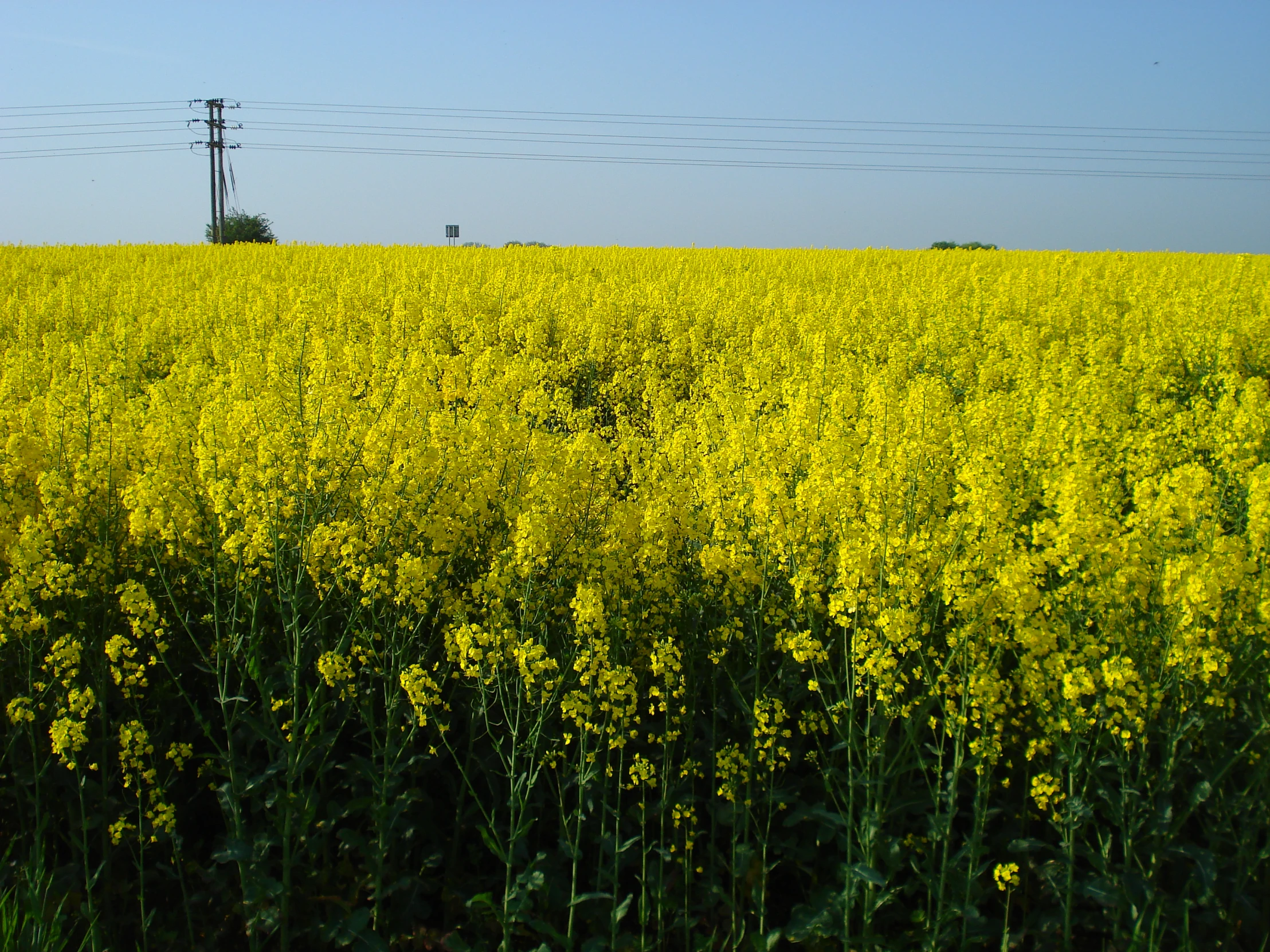 the flowers in the field are blooming everywhere