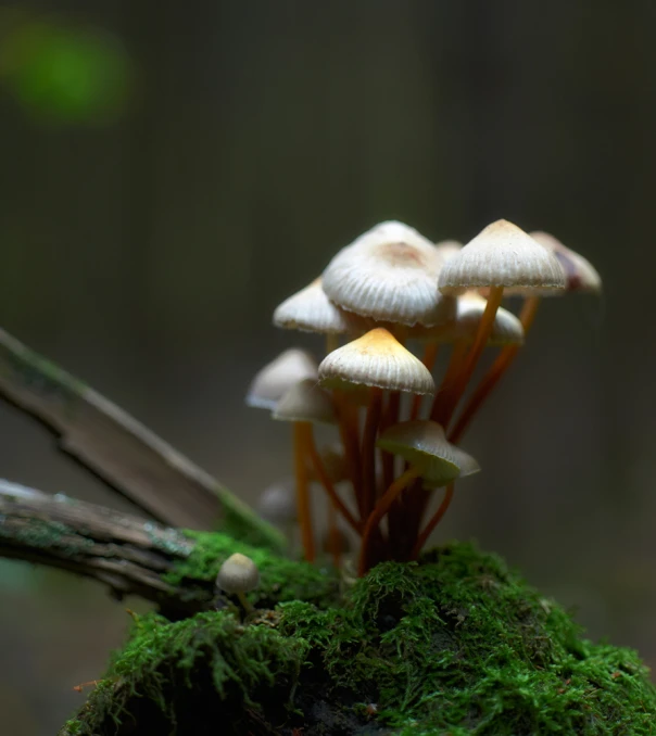 there are three small mushrooms sitting on top of the moss