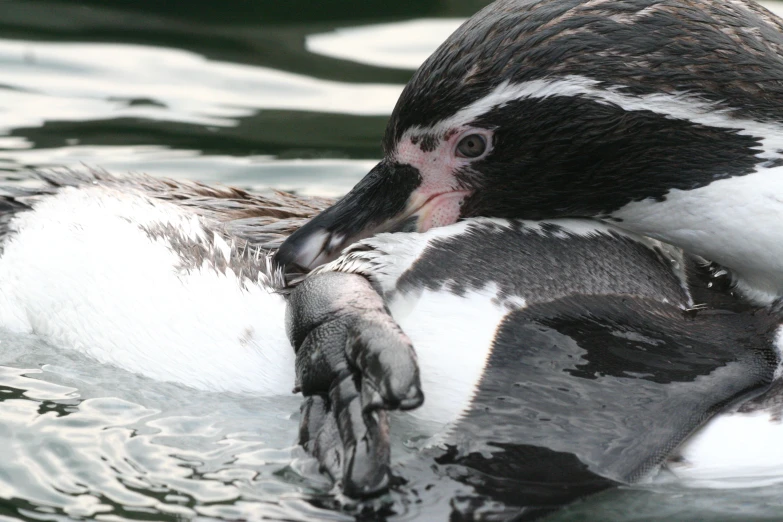 a large bird that is laying down on the water