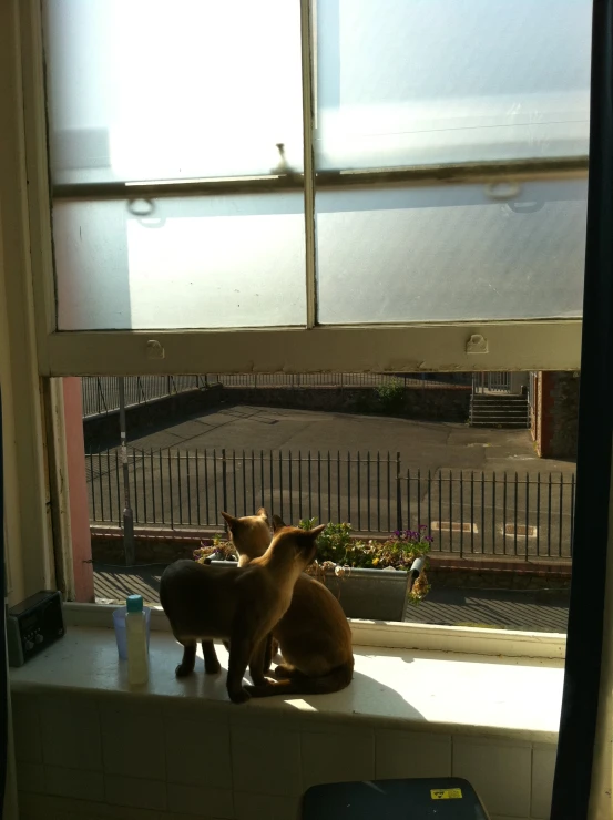 two cats are sitting by the window sill