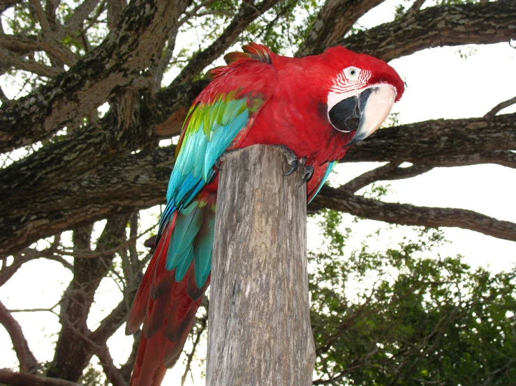 a red parrot sitting on top of a tree