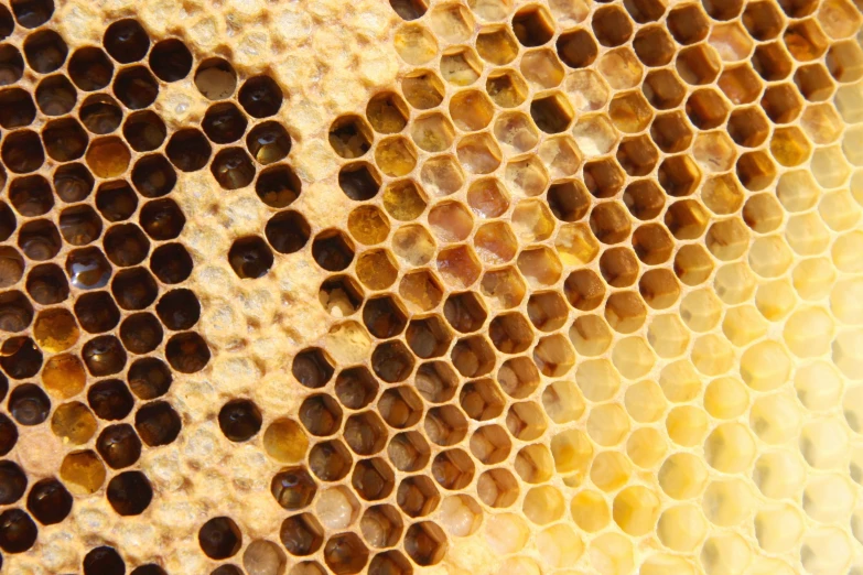 a yellow and brown insect cell covered in brown and white dots