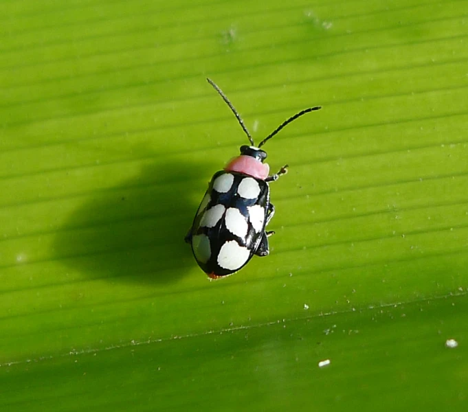 the colorful bug has spots on it's body