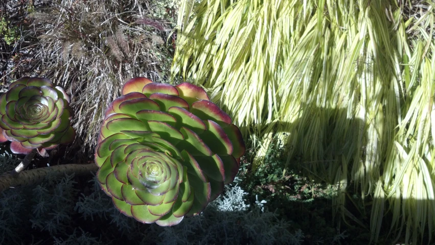 different kinds of plants in pots outside