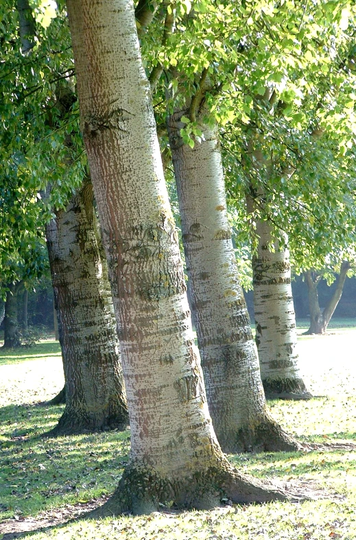 a park bench under trees with grassy ground and trees lining the sides