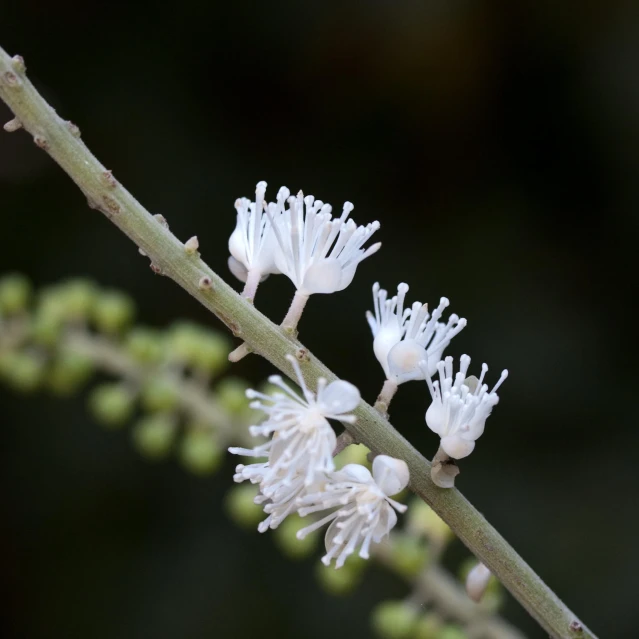 a green and white flower that is growing from a nch