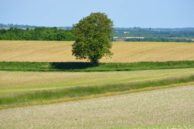 lone tree in large wheat field with large trees