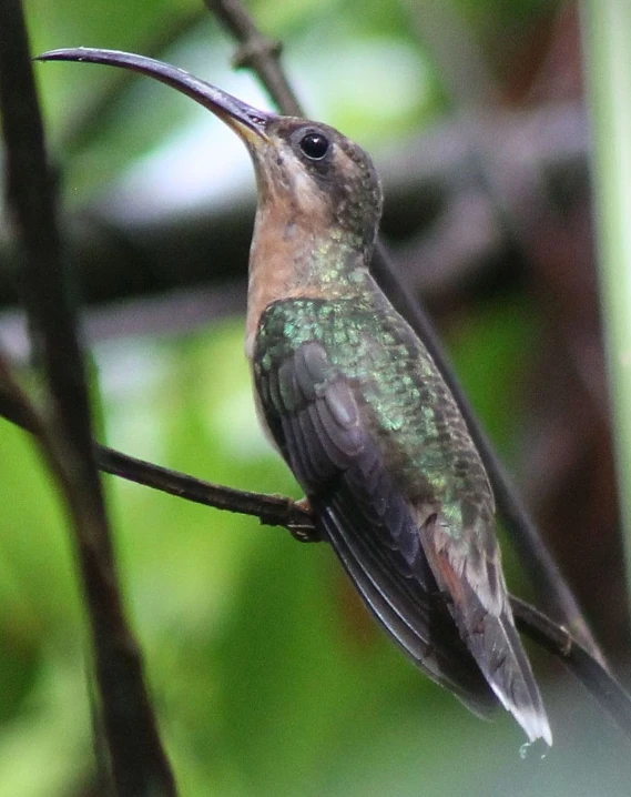 the hummingbird is perched on the small tree nch