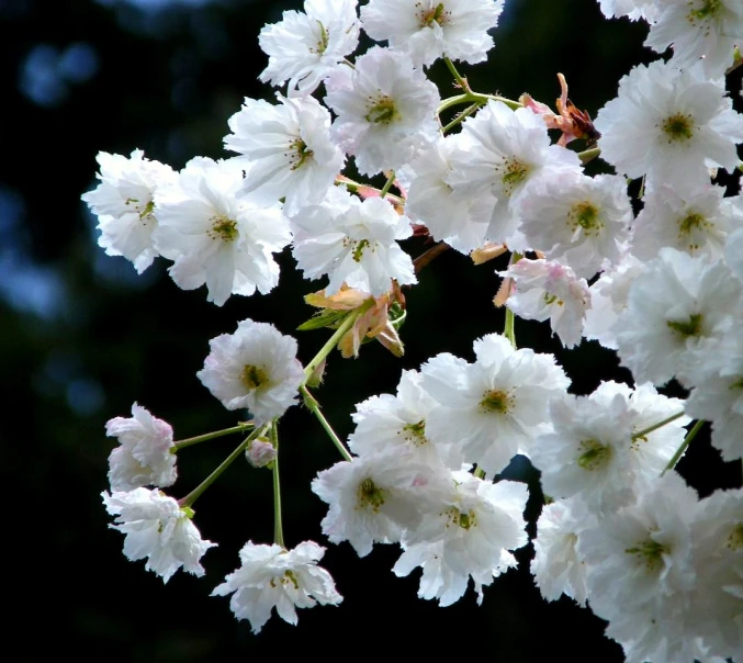 white and purple flowers against the sky