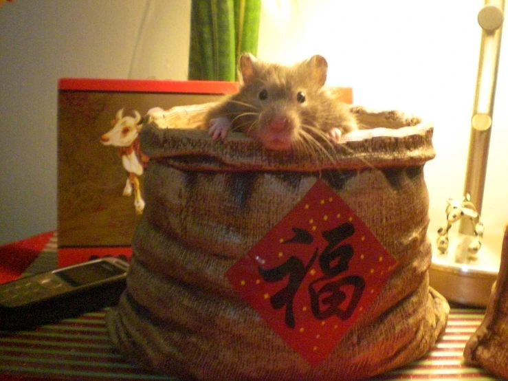 a rat in a large bag sitting on top of a table