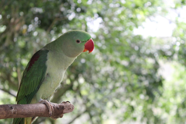 a parrot with a red beak sits on a nch