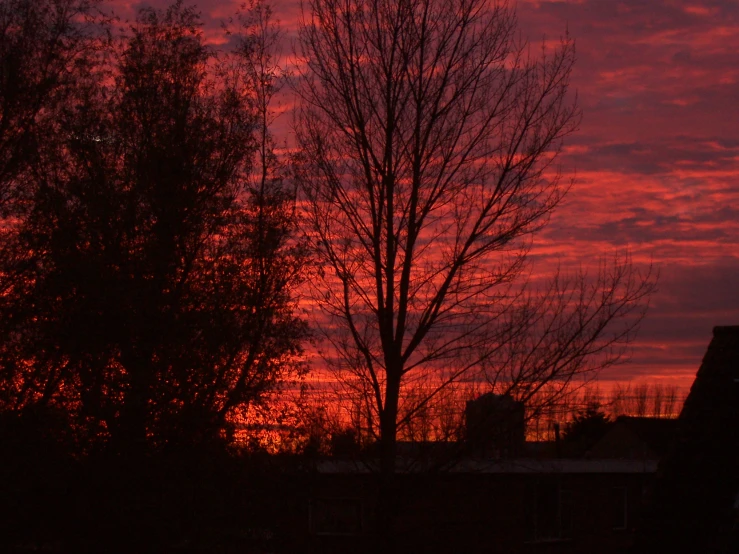 the silhouettes of trees on a cloudy evening