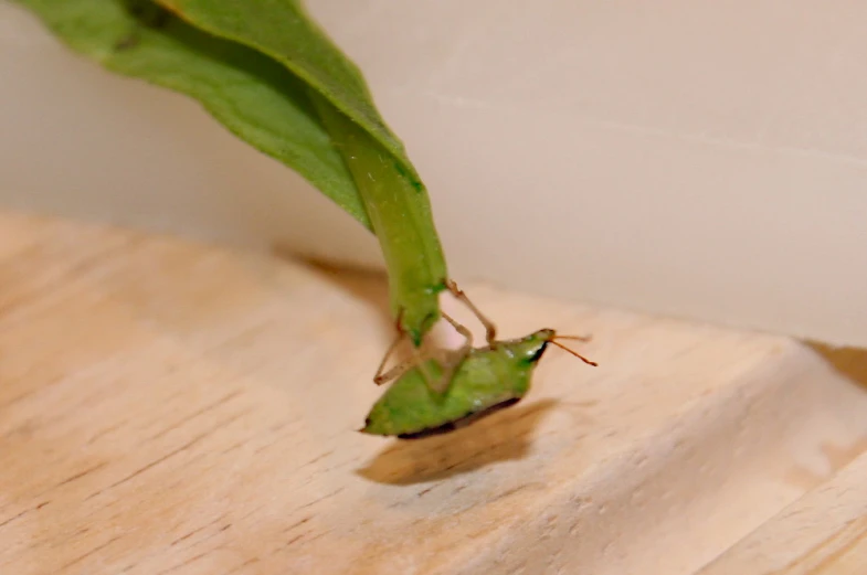 an image of a insect on a piece of wood