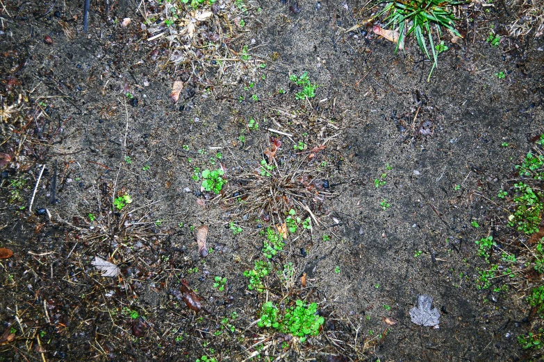 a green plant on some dirt and grass