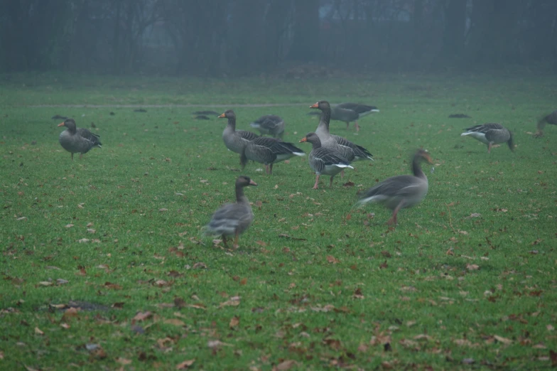 a group of ducks standing on top of a green field
